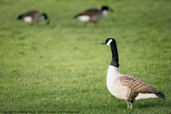 Canadian Geese Grazing, Yorkshire Picture Board by Bradley Taylor