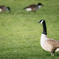 Buy canvas prints of Canadian Geese Grazing, Yorkshire by Bradley Taylor