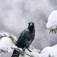 Buy canvas prints of Jackdaw in Snow, Yorkshire by Bradley Taylor
