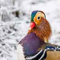 Buy canvas prints of Mandarin Duck Portrait in Snow by Bradley Taylor