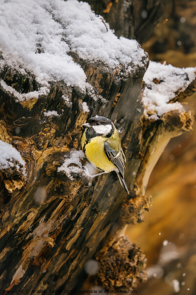 Great Tit in Snow Picture Board by Bradley Taylor