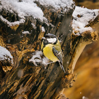 Buy canvas prints of Great Tit in Snow by Bradley Taylor