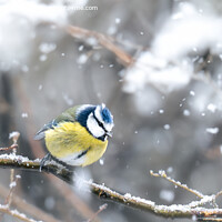 Buy canvas prints of Blue Tit in Snow by Bradley Taylor