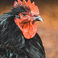 Buy canvas prints of Cockerel Portrait - Rooster at Dawn by Bradley Taylor