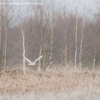 Buy canvas prints of Barn Owl Flying in Silver Birch Trees, West Yorksh by Bradley Taylor