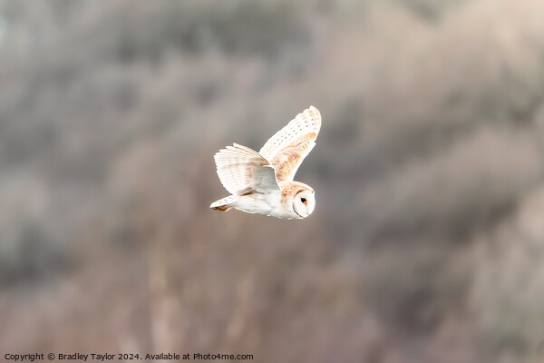 Beautiful Barn Owl Flying Picture Board by Bradley Taylor