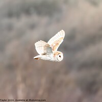 Buy canvas prints of Beautiful Barn Owl Flying by Bradley Taylor