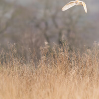Buy canvas prints of Hunting Barn Owl, Yorkshire Dales by Bradley Taylor