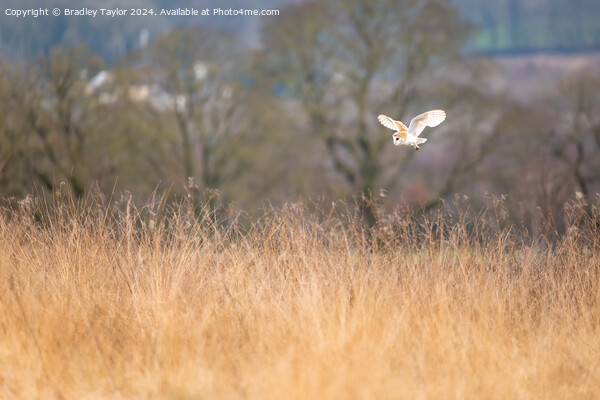 Barn Owl Flying Above Meadow Picture Board by Bradley Taylor