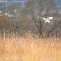 Buy canvas prints of Barn Owl Flying Above Meadow by Bradley Taylor