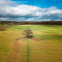 Buy canvas prints of Tree in a Field on Farnley Hall Estate, West Yorks by Bradley Taylor