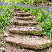 Buy canvas prints of Bluebell Steps North Yorkshire by T2 