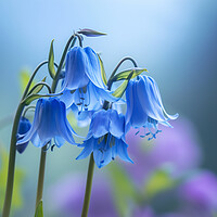 Buy canvas prints of  Bluebells ~ Spring turns to Summer by T2 