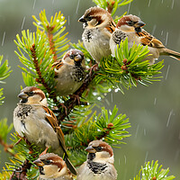 Buy canvas prints of Sparrows in the Rain by T2 