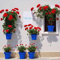 Buy canvas prints of Geraniums in Marbella  by Zap Photos