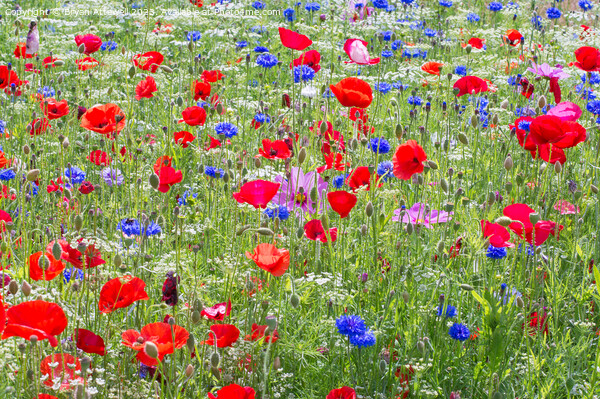 Colourful red poppies and blue cornflowers Picture Board by Bryan Attewell