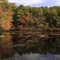 Buy canvas prints of Autumn leaves reflected in Walden Pond by Bryan Attewell