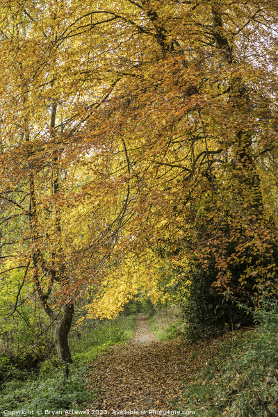 Autumn colours in Backhouse Park Picture Board by Bryan Attewell