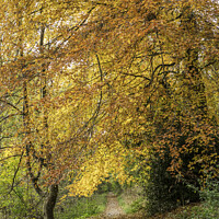 Buy canvas prints of Autumn colours in Backhouse Park by Bryan Attewell