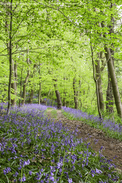 Bluebells, Houghall woods, Durham Picture Board by Bryan Attewell