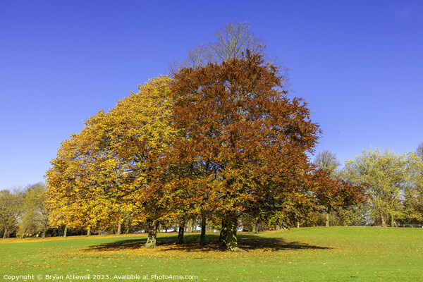 Roundhay Park Autumn Picture Board by Bryan Attewell