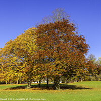 Buy canvas prints of Roundhay Park Autumn by Bryan Attewell