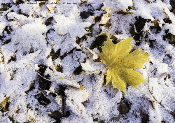 Maple leaf snow Picture Board by Bryan Attewell