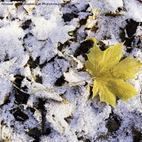 Buy canvas prints of Maple leaf snow by Bryan Attewell