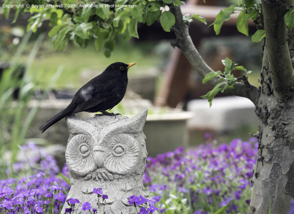 Blackbird in Garden Picture Board by Bryan Attewell