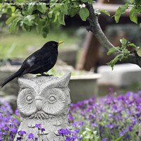 Buy canvas prints of Blackbird in Garden by Bryan Attewell