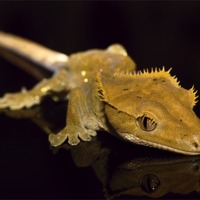 Buy canvas prints of Holly the Crested Gecko by George Young