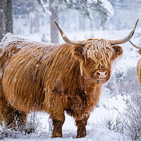 Highland Cow