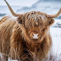 Highland Cow