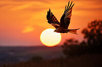 Click to show how this picture will look as a piece of wall art