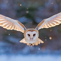 Snowy Barn Owl Flight