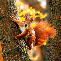 Red Squirrel in Autumn Tree