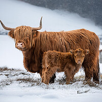 Highland Cow and Calf Snow
