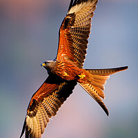 Red Kite Hunting