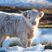 Highland Cow Calf