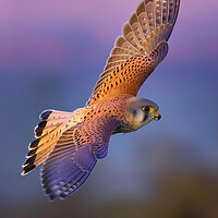Kestrel Bird Flight