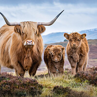 Highland Cattle Family