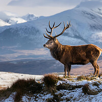 Highland Stag Scottish Highlands