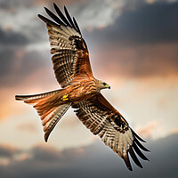 A red kite in flight