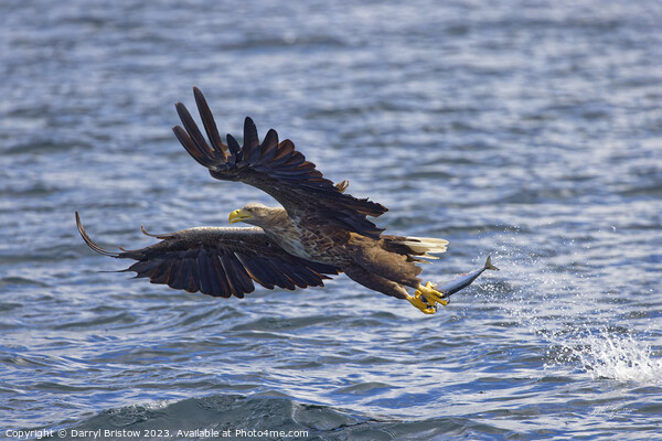 White Tailed Sea Eagle Picture Board by Darryl Bristow