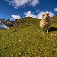 Buy canvas prints of Lone Sheep by Darryl Bristow