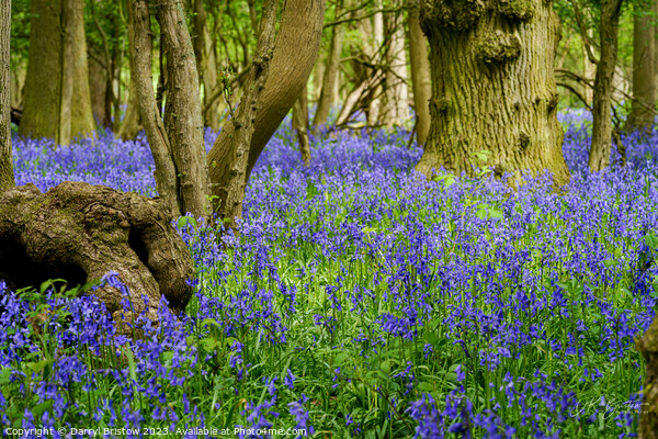 Bluebell Wood Picture Board by Darryl Bristow