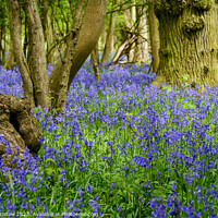 Buy canvas prints of Bluebell Wood by Darryl Bristow