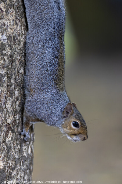 Grey Squirrel vertical Grip Picture Board by Andy Salter