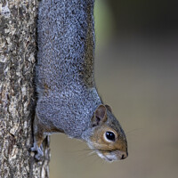 Buy canvas prints of Grey Squirrel vertical Grip by Andy Salter