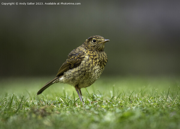 Young Robin Red Breast Picture Board by Andy Salter